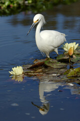 Snowy Egret reflected on water with lotus flowers