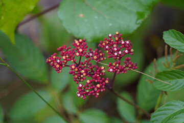 Leea verde (more accurately, Leea guineensis), also known by the common name West African Leea, is a species of tropical shrub or small tree in the family Vitaceae, which also includes grapevines. Thi