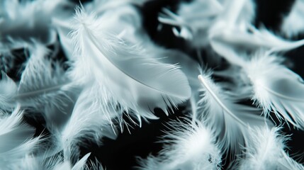 White feathers on black-white background