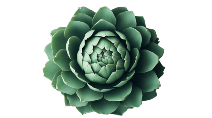 Close-up shot showcasing a lush, green succulent plant with tightly packed petals, centered on a black background, emphasizing its intricate details.