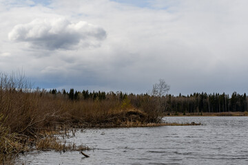 Spring forest lake. Protruding wooded banks, overgrown with bushes and yellow reeds, branches hanging over the water with blossoming buds and young foliage. The sky with beautiful low gray clouds