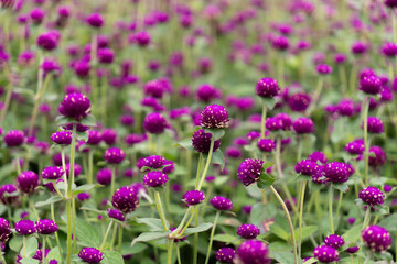 Fototapeta premium A vibrant field of purple globe amaranth flowers (Gomphrena globosa) in full bloom. The lush greenery and soft-focus background enhance the beauty of this colorful floral scene