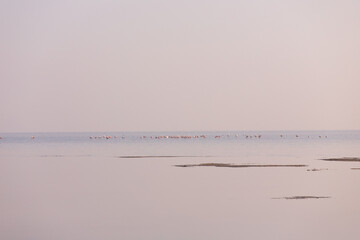 Pink flamingo in the Caspian Sea.