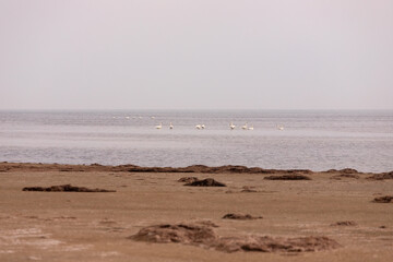 White swans stand in the Caspian Sea.