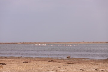 Pink flamingo in the Caspian Sea.