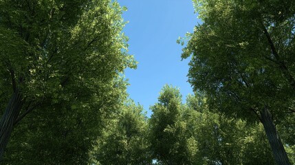 Obraz premium Lush green treetops under a clear blue sky create a serene atmosphere in a tranquil forest setting during a sunny day in summer