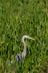 A Grey Heron at the Orlando Wetlands, near Orlando, Florida