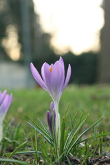 annual, beautiful, beauty, bloom, blooming, blossom, botany, close-up, colorful, crocus, cultivated, field, floral, flower, fresh, grass, green, growth, head, leaf, macro, meadow, spring,  swan