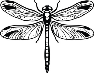 dragonfly isolated on white