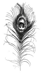 A single greyscale peacock feather