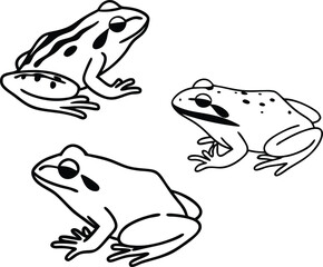 frog on white background