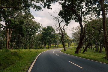 Fototapeta premium road in the forest