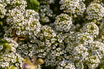 Lacy snow-white flowers of blooming sweet Alyssum plants (Lobularia Maritima) on a sunny day in the garden.