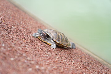 The Red-Eared Slider is a semi-aquatic turtle known for its red-striped head. Native to the U.S., it’s now an invasive species in many regions.