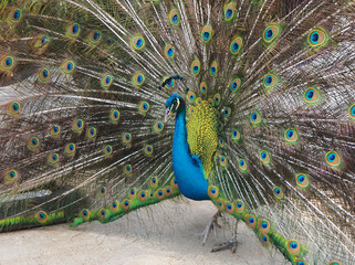 Blauer Pfau mit Radschlag