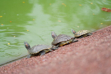 The Red-Eared Slider is one of the most popular pet turtles in the world. It is a semi-aquatic species native to the southern United States but has become an invasive species in many other regions  