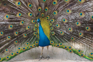 Blauer Pfau mit Radschlag