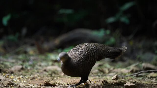 Grey Peacock Pheasant  (Polyplectron bicalcaratum ) bird watching in the forest.