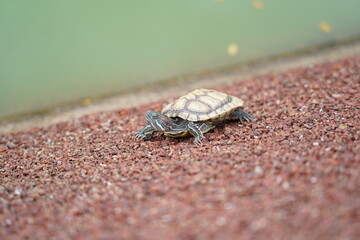 The Red-Eared Slider is a semi-aquatic turtle known for its red-striped head. Native to the U.S., it’s now an invasive species in many regions.
