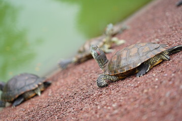 The Red-Eared Slider is a semi-aquatic turtle known for its red-striped head. Native to the U.S.,...