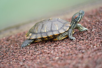 The Red-Eared Slider is one of the most popular pet turtles in the world. It is a semi-aquatic species native to the southern United States but has become an invasive species in many other regions  