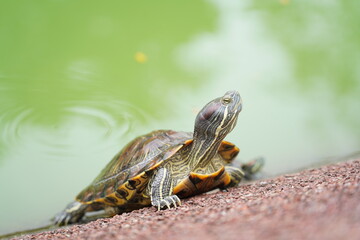 The Red-Eared Slider is one of the most popular pet turtles in the world. It is a semi-aquatic species native to the southern United States but has become an invasive species in many other regions  