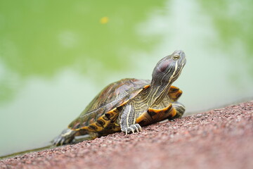 The Red-Eared Slider is a semi-aquatic turtle known for its red-striped head. Native to the U.S.,...