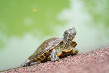 The Red-Eared Slider is a semi-aquatic turtle known for its red-striped head. Native to the U.S., it&rsquo;s now an invasive species in many regions.