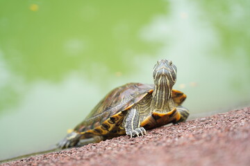 The Red-Eared Slider is one of the most popular pet turtles in the world. It is a semi-aquatic...