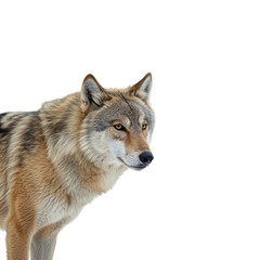 Obraz premium Wolf isolated on transparent background. Wolf png. Wild life. Forest animals.