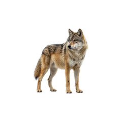 Obraz premium Wolf isolated on transparent background. Wolf png. Wild life. Forest animals.