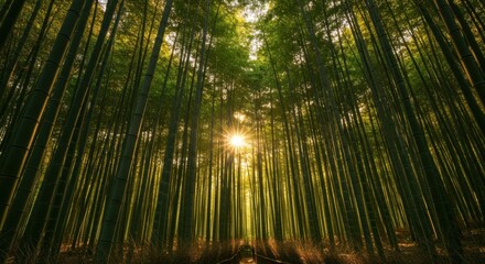 Sunlight filtering through a dense bamboo forest, creating a serene atmosphere