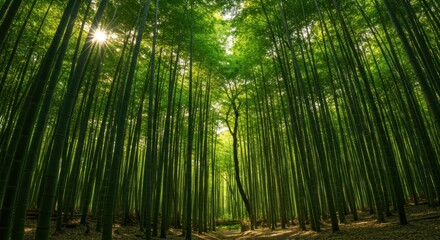 Fototapeta premium Lush Bamboo Forest with Sunlight Filtering Through Tall Trees
