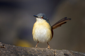 Ashy Prinia in beautiful morning light