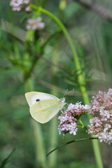 Küçük Beyazmelek » Pieris rapae » Small White