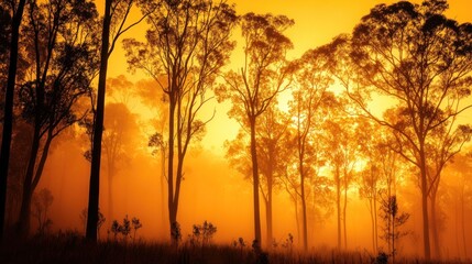 Golden Sunrise in the Misty Forest