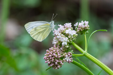 Pieridae / Yalancı Beyazmelek / False Small White / Pieris pseudorapae