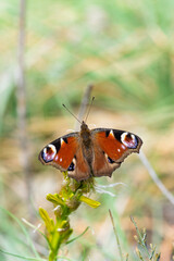 Tavus Kelebeği » Inachis io » Peacock Butterfly