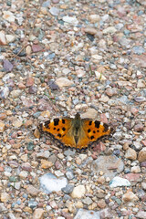  Karaağaç Nimfalisi » Nymphalis polychloros » Large Tortoiseshell