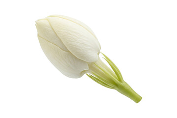 Jasmine Bud isolated transparent background