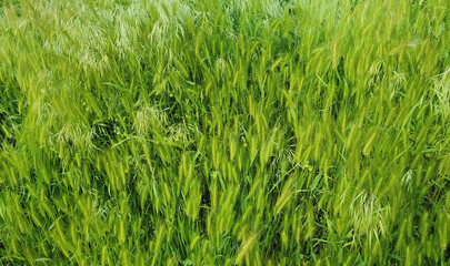 Blooming wild foxtail plants on a picturesque summer meadow. Different greening vegetation sway in the wind. Idyllic rural nature scene, green spring field. Countryside grassland seasonal beauty