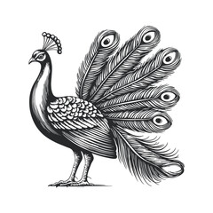 Fototapeta premium Detailed Black and White Woodcut of a Majestic Peacock Displaying Feathers