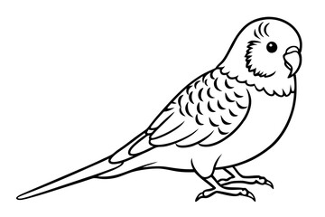 budgerigar budgie line art silhouette vector illustration