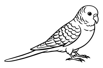 budgerigar budgie line art silhouette vector illustration