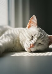 Serene White Cat Sleeping Peacefully on Windowsill Bathed in Natural Sunlight