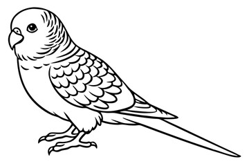 budgerigar budgie line art silhouette vector illustration