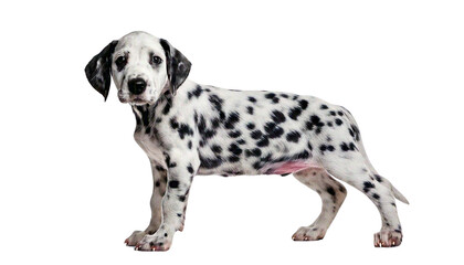 dalmatian dog  puppy isolated on transparent background. 
