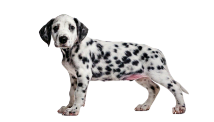 dalmatian dog  puppy isolated on transparent background. 