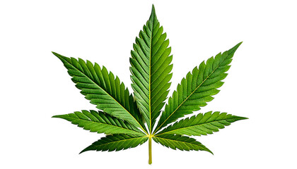 Cannabis, merijuana or hemp leaf a herbal weed plant leaf isolated on transparent background. PNG.