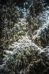Lush coniferous branches of a green tree covered with snow